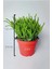 Çami Büyük Boy Crassula Muscosa 12 cm Saksıda 4