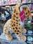 Leopar Oturan Peluş Oyuncak 3