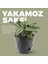 Yakamoz Prizma Saksı Seti 4 Adet Drenajlı Tabaklı Plastik Çiçek Saksısı Set (Antrasit, 0.65 Lt) 5