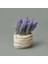 Çuval Saksıda Kır Lavantası - Asorti - 13X9X9 cm 3