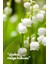 Nature's Scents Lilly Of The Valley - Müge Çiçeği Oda Kokusu Yedek Makine Spreyi 250 ml 3