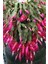 Look Schlumbergera Fuchsia Yılbaşı Çiçeği Tohumu / 20 Adet Tohum TH-THMCMTHM432 1