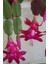 Look Schlumbergera Fuchsia Yılbaşı Çiçeği Tohumu / 20 Adet Tohum TH-THMCMTHM432 3