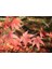 Kırmızı Akçaağaç Acer Palmatum Atropurpureum 10 Adet Tohum 1