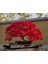 Kırmızı Akçaağaç Acer Palmatum Atropurpureum 10 Adet Tohum 3