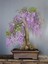 Dünyam 5 Adet Purple Rain Wisteria Living Room Bonsai Tohumu 1