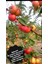 Amasya Misket Elması Yeni Mahsül 1kg. 1