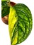 Monstera 'peru Variegata' (Deve Tabanı) 2