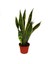 Sansevieria Trifasciata Yeşil Beyaz Paşa Kılıcı Fidanı 1