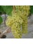Tüplü Aromalı Yapıncak Üzüm Fidanı 1