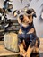 Sevimli Doberman Köpeği 35CM 4