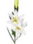 Yapay Çiçek Lilyum Beyaz-Sarı 90 Cm. 1