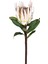 Protea Çiçeği Beyaz 60 Cm. 1