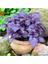 Kokulu Mor Reyhan Tohumu Ekim Seti 50 Tohum Fesleğen Saksı Toprak Kombin 3