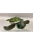 Caretta Caretta Peluş Orta Boy 1