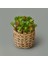 Hasır Efekt Saksıda Sukulent - 7X8X8 cm 3