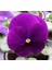 Hercai Menekşe Tohumu Katlı - Mor Renkli (10 Tohum) 2