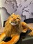Aslan Peluş Oyuncak 60X30 cm 4