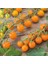 Adet Sun Gold Cherry Domates Tohumu 5