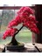 Look Pembe Yapraklı Bonsai Ağacı Tohumu-10 Adet TH-2022DSHNGLKTHM091 1