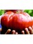 Ithal Dev Hollanda Domates Tohumu 20 Adet Tohum 4
