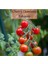 Organik Çeri Domates Tohumu 1 Paket (1GR=250+ Adet) Cherry Domates Salkım Domates Tohumu 2