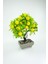 Dekor Ağaç Limon Ağacı Saksılı Dekoratif Ağaç Biblo 24X13 cm 2