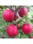 Tüplü Aşılı Yarıbodur Aromatik Kokulu Pink Lady Elma Fidanı 1
