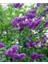 Leylak Ağacı Fidanı [syringa Chinensis) 3 Yaş 1