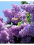 Leylak Ağacı Fidanı [syringa Chinensis) 3 Yaş 2
