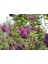 Leylak Ağacı Fidanı [syringa Chinensis) 3 Yaş 4