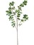 Yapay Okaliptüs Dalı Koyu Yeşil 103 Cm. 1