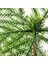 Fejka Yapay Bitki Yeşil 15 cm Norfolk Adası Çamı Iç Dış Mekan 2