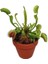 Look Venus Fly Trap Nepenthes Etçil Etobur Bitki Sinek Kapan Nepentes 10 Tohum TH-THMCMTHM03 2