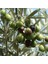 Sepetim 2 Yaş Edremit Zeytin 1