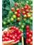 Dünyam Salkım Cherry Domates Tohumu / 5+ Adet Tohum 2