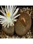 Look Lithops Lesliei V Albiflora Sukulent Tohumu TH-DSHNGLOOKTHM044 1