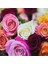 Tohum Karışık Yediveren Kokulu Gül (10 Adet) 1