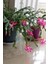 Look Schlumbergera Fuchsia Yılbaşı Çiçeği Tohumu / 20 Adet Tohum TH-THMCMTHM432 2