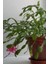 Look Schlumbergera Fuchsia Yılbaşı Çiçeği Tohumu / 20 Adet Tohum TH-THMCMTHM432 4