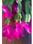 Look Schlumbergera Fuchsia Yılbaşı Çiçeği Tohumu / 20 Adet Tohum TH-THMCMTHM432 5