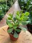 Crassula Ovata Para Çiçeği Para Çiçeği 10-20 cm 2