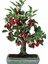 Adet Tohum Bodur Bonsai Kiraz Ağacı Bonzai Tohumu Saksı Toprak Hediyemizdir 1