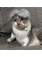 B Pet Wıgs Cosplay Props Komik Köpek Kedileri Çapraz Giyinme Saç Şapkası Kostümleri Halloween Evcil Hayvan Malzemeleri Için Baş Aksesuarlar (Yurt Dışından) 2
