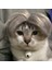 B Pet Wıgs Cosplay Props Komik Köpek Kedileri Çapraz Giyinme Saç Şapkası Kostümleri Halloween Evcil Hayvan Malzemeleri Için Baş Aksesuarlar (Yurt Dışından) 3