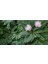 Dünyam 20 Adet Mimosa Pudica Tohumu 2