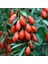 Tüplü Goji Berry Kurt Üzümü Fidanı 1