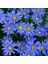 Sky Blue Aster Çiçeği TOHUMU(100 Tohum) 1