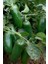 Jalapeno Biberi Tohumu 20+ Adet 3