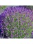Munstead Strain Bodur Ingiliz Lavanta Çiçeği Tohumu (95 Tohum) 1